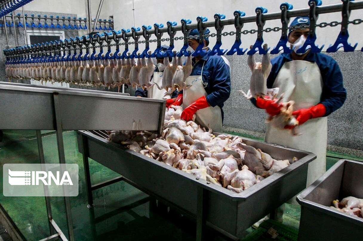 تولید بیش از ۴۵ هزار تن مرغ و تخم مرغ در استان قزوین