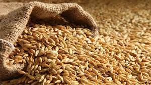 تحقق ۵۷ درصدی تولید و خرید بذر جو تاکنون/ پرداخت یارانه به بذر جو