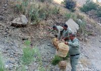 نجات ۶ قطعه کبک وحشی از دست دو شکارچی غیر مجاز