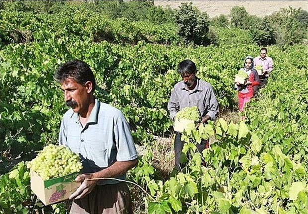 مدیر باغبانی سازمان جهاد کشاورزی کردستان خبر داد: