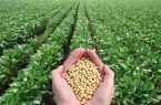 جدیدترین یافته‌های مهندسی زیستی: فتوسنتز باکیفیت‌تر، بازده محصولات گیاهی را افزایش می‌دهد/محققان، با ترازایی، فتوسنتز سویا را دستکاری کردند