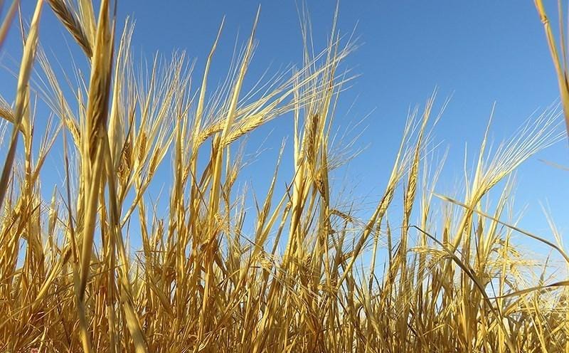 قیمت خرید تضمینی گندم برای سال زراعی جدید ۱۳ هزار تومان تعیین شد