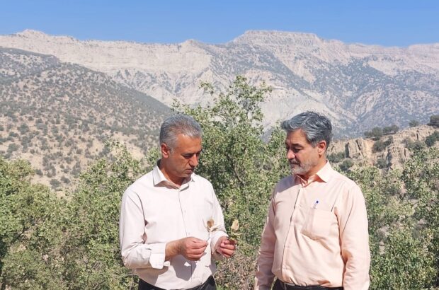 تولید ثروت در کوهمره‌سرخی شیراز با توسعه صنعت گردشگری