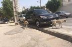 جمع آوری سگ‌های بدون صاحب در بوشهر
