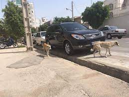 جمع آوری سگ‌های بدون صاحب در بوشهر