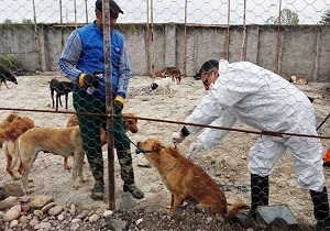 بیش از ۱۵۰ قلاده سگ ولگرد در ارومیه واکسینه و عقیم سازی شدند