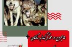 ۵ مجروح در حمله گرگ‌ها به ساکنان روستای درفک خوشاب