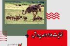 فعالیت ۴۵ واحد پرورش شترمرغ در استان اصفهان