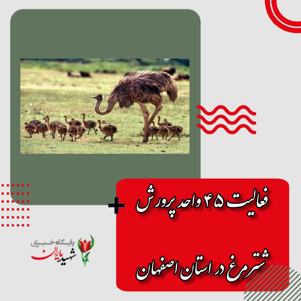 فعالیت ۴۵ واحد پرورش شترمرغ در استان اصفهان