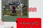 طرح فلسطینیان برای مقابله با تجاوزات صهیونیست‌ها در فصل برداشت زیتون