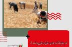 رئیس سازمان جهاد کشاورزی خبر داد:<br> <br> <br> <br>تمام مطالبات گندم کاران استان کردستان پرداخت شد