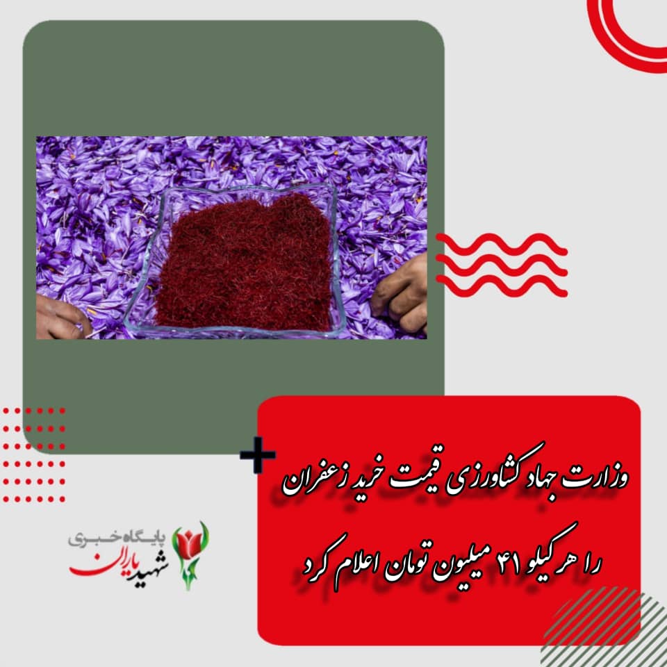 وزارت جهاد کشاورزی قیمت خرید زعفران را هر کیلو ۴۱ میلیون تومان اعلام کرد