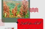 کشت کینوا در اراضی کشاورزی کم آب قزوین در دستور کار قرار دارد