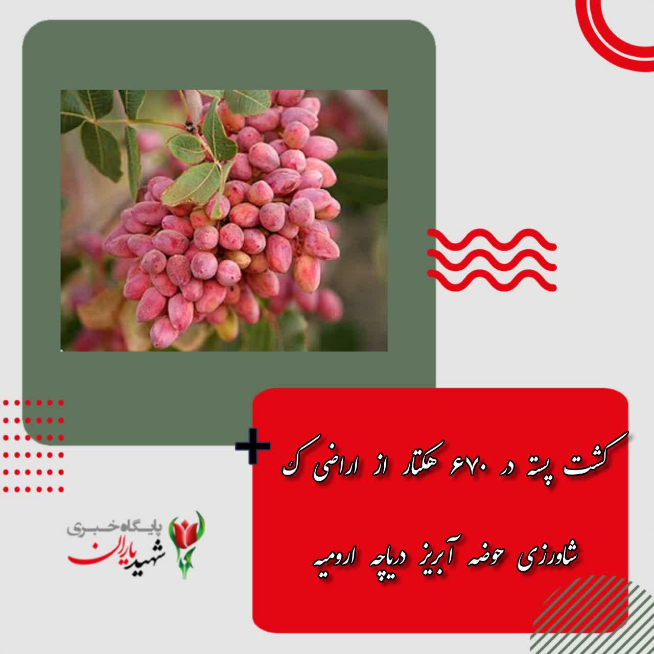 سرپرست معاونت بهبود تولیدات گیاهی سازمان جهاد کشاورزی استان اعلام کرد