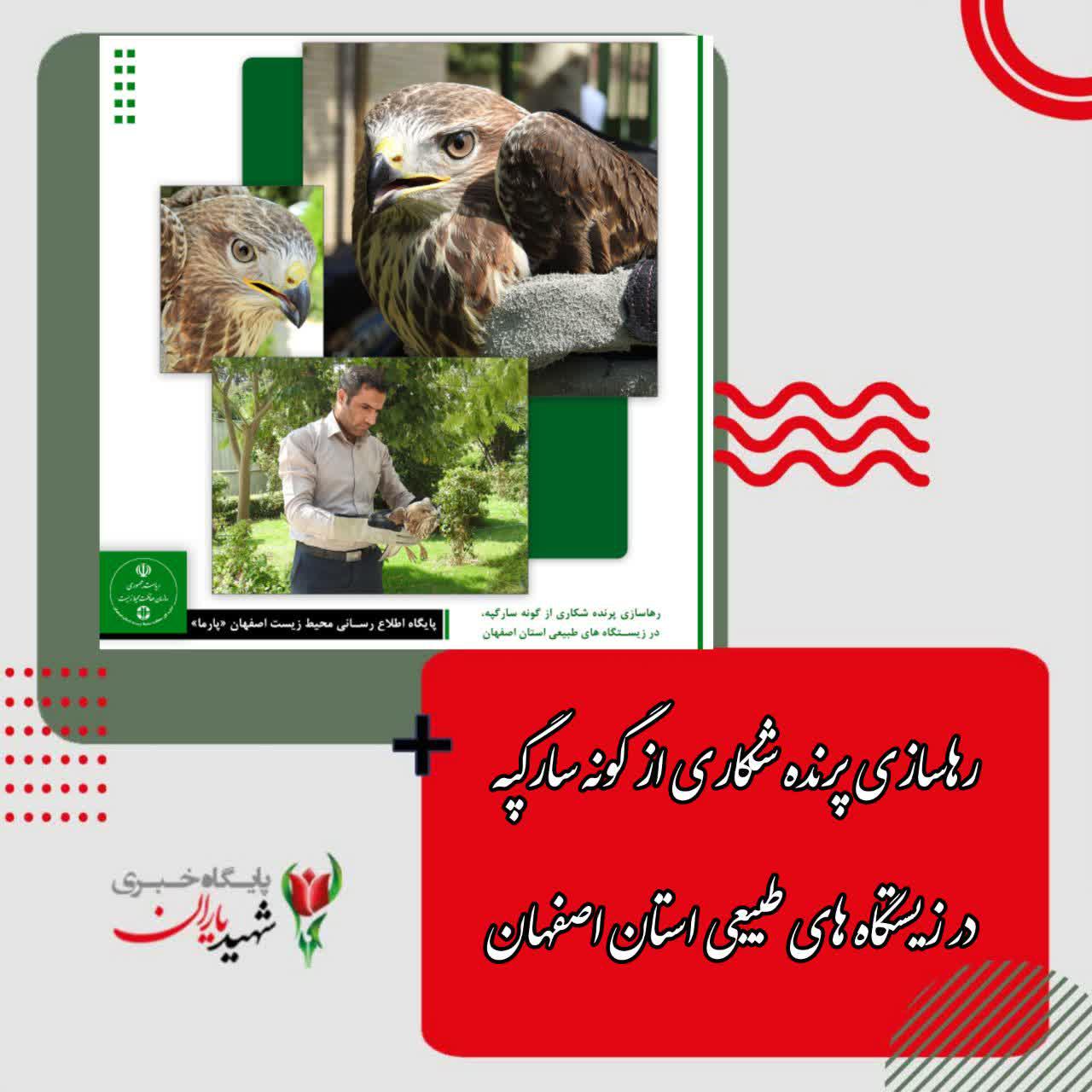 رهاسازی پرنده شکاری از گونه سارگپه در زیستگاه های طبیعی استان اصفهان