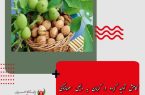 کاهش تولید گردو در کرمان به دلیل سرمازدگی