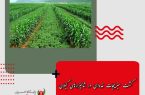 کشت سبزیجات غده‌ای در شالیزار‌های گیلان