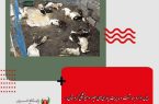 رئیس اداره بهداشت و مدیریت بیماری‌های طیور دامپزشکی کردستان: