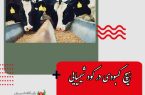 هیچ کمبودی در کود شیمیایی و نهاده‌های دامی نداریم