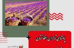 پادشاهی تاجران افغانستان در شطرنج زعفران ایران