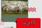 چشم کشورهای همسایه به دنبال دام زنده ایران