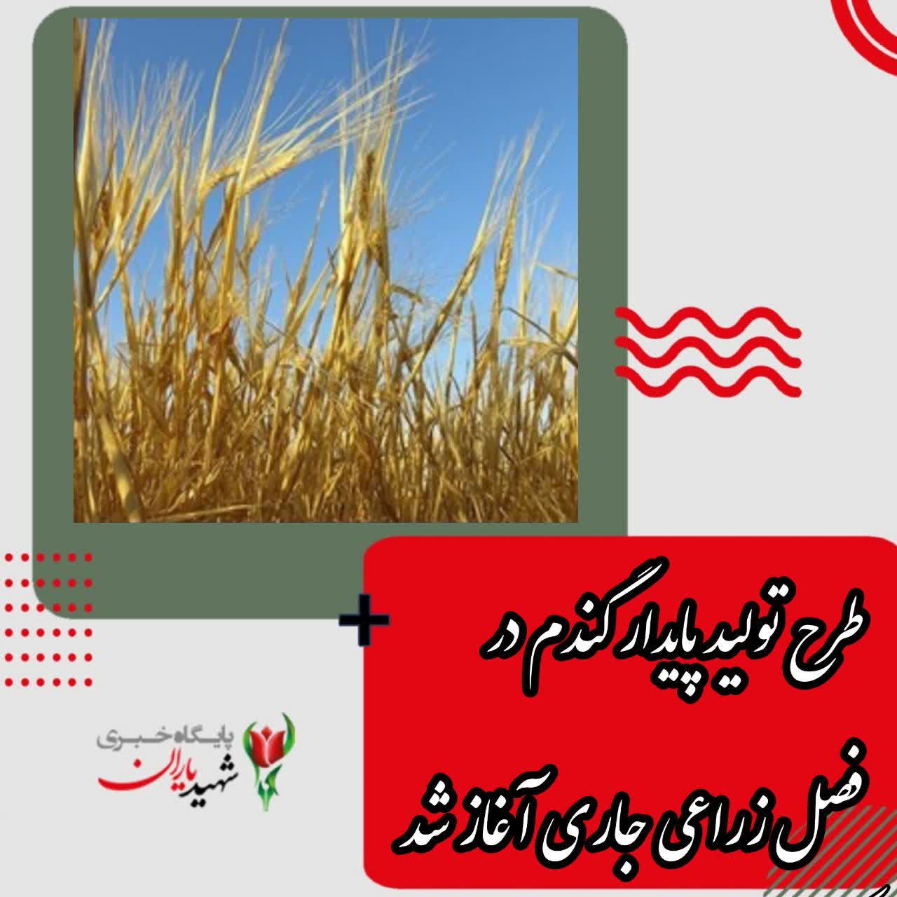 طرح تولید پایدار گندم در فصل زراعی جاری آغاز شد