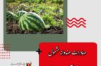 صادرات هندوانه مشمول عوارض آب مجازی شد