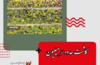 مدیرعامل‌سازمان پارک‌ها و فضای سبز شهرداری اصفهان خبر داد: کاشت حدود ۹ میلیون نشای بنفشه در شهر