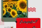 کشت قراردادی دانه روغنی آفتابگردان در خوزستان