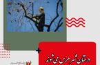 مدیرعامل سازمان پارک‌ها و فضای سبز شهرداری اصفهان:<br>درختان شهر هرس می‌شوند