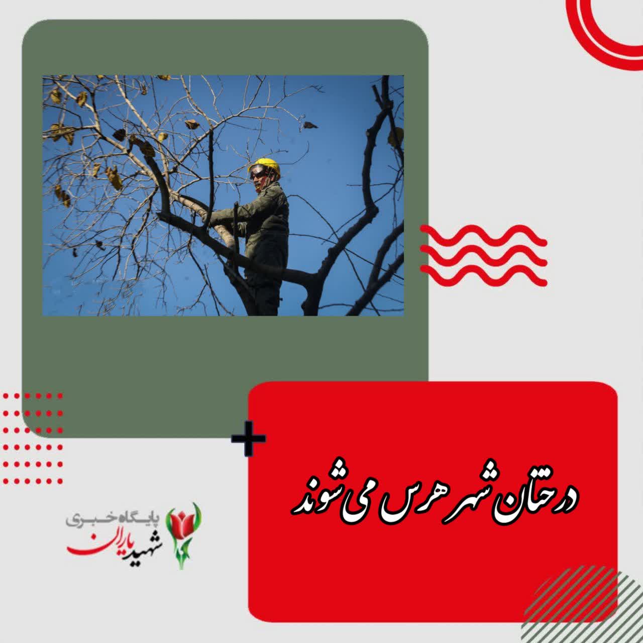 مدیرعامل سازمان پارک‌ها و فضای سبز شهرداری اصفهان:<br>درختان شهر هرس می‌شوند