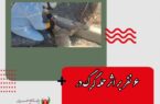 ۶ نفر بر اثر حمله گرگ در اردستان مجروح شدند