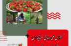 رئیس سازمان جهاد کشاورزی کردستان خبر داد: