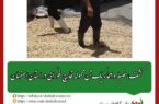 کشف، ضبط و امحاء یک تن محموله قارچ خوراکی در استان اصفهان
