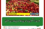 تبلوری از دستگیری نیازمندان با سخاوتمندی باغداران اصفهانی