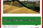 معاون بهبود تولیدات گیاهی جهاد کشاورزی کردستان: