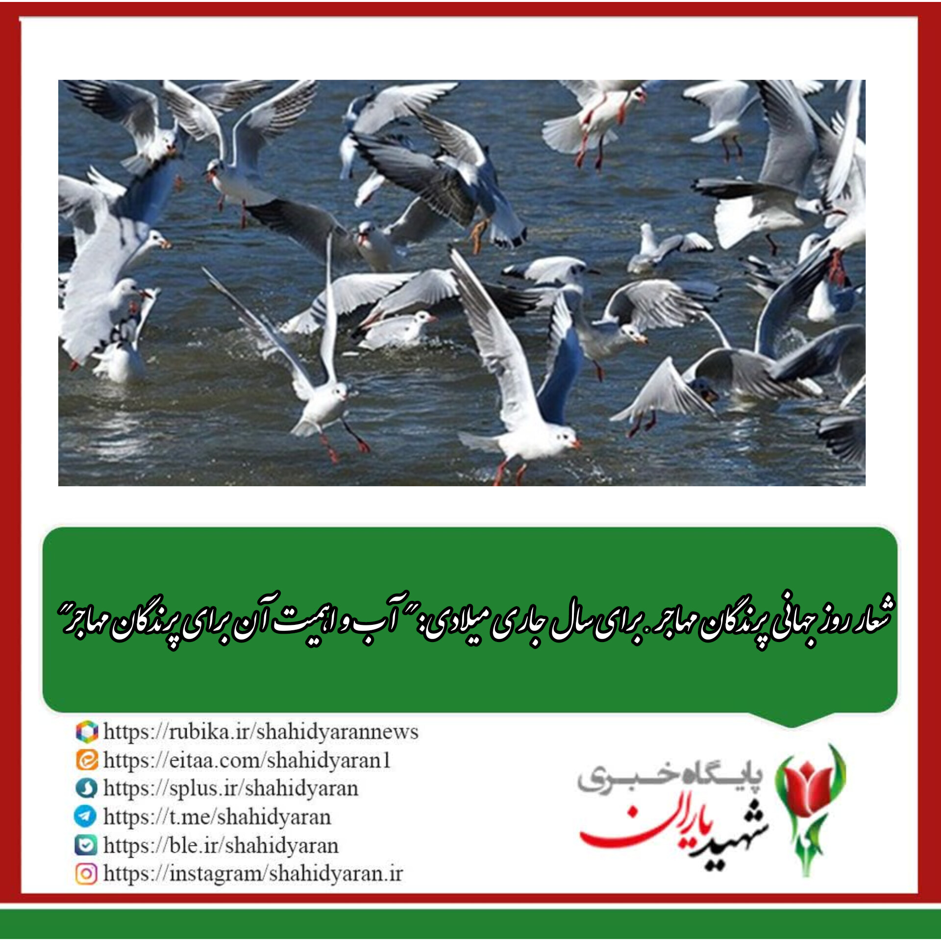 به مناسبت روز جهانی پرندگان مهاجر؛