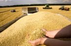 خرید تضمینی گندم در اصفهان به بیش از ۴۷ هزار تن رسید