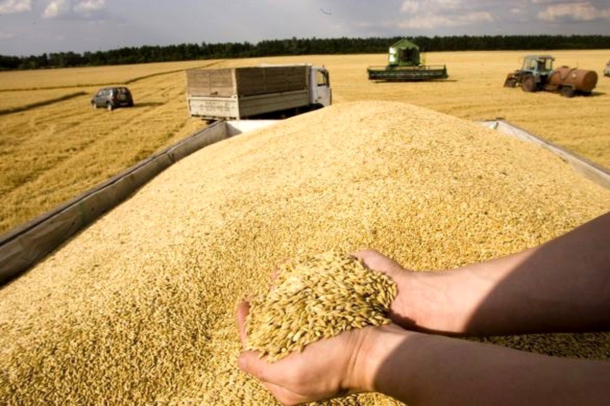 خرید تضمینی گندم در اصفهان به بیش از ۴۷ هزار تن رسید