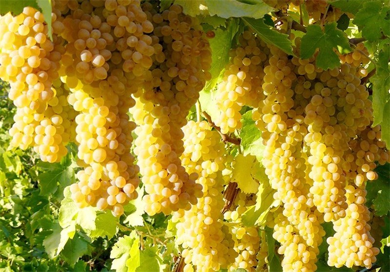 مدیرکل جهاد کشاورزی استان کردستان: