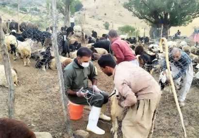 انجام واکسیناسیون دامهای سبک در ییلاقات صعبالعبور سروآباد با حفظ زنجیره سرد واکسن انجام واکسیناسیون دامهای سبک در ییلاقات صعبالعبور سروآباد با حفظ زنجیره سرد واکسن
