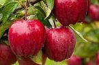 جشنواره سیب سمیرم در تقویم ملی رویدادهای گردشگری ثبت شد