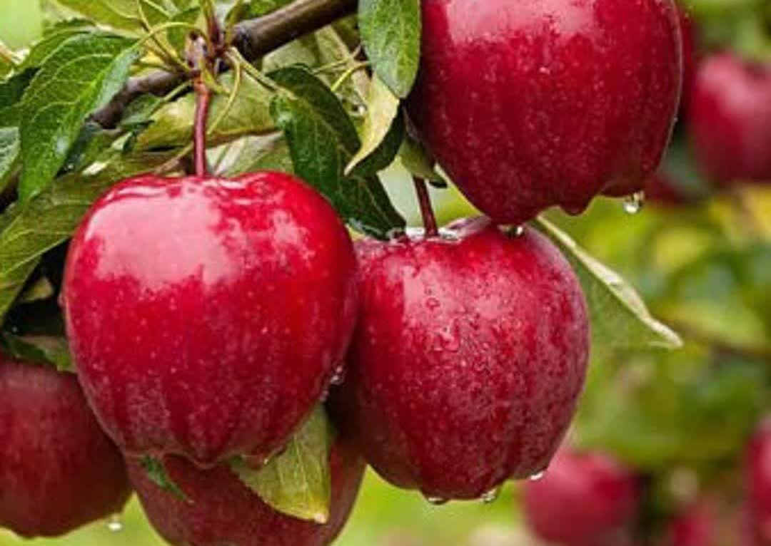 جشنواره سیب سمیرم در تقویم ملی رویدادهای گردشگری ثبت شد